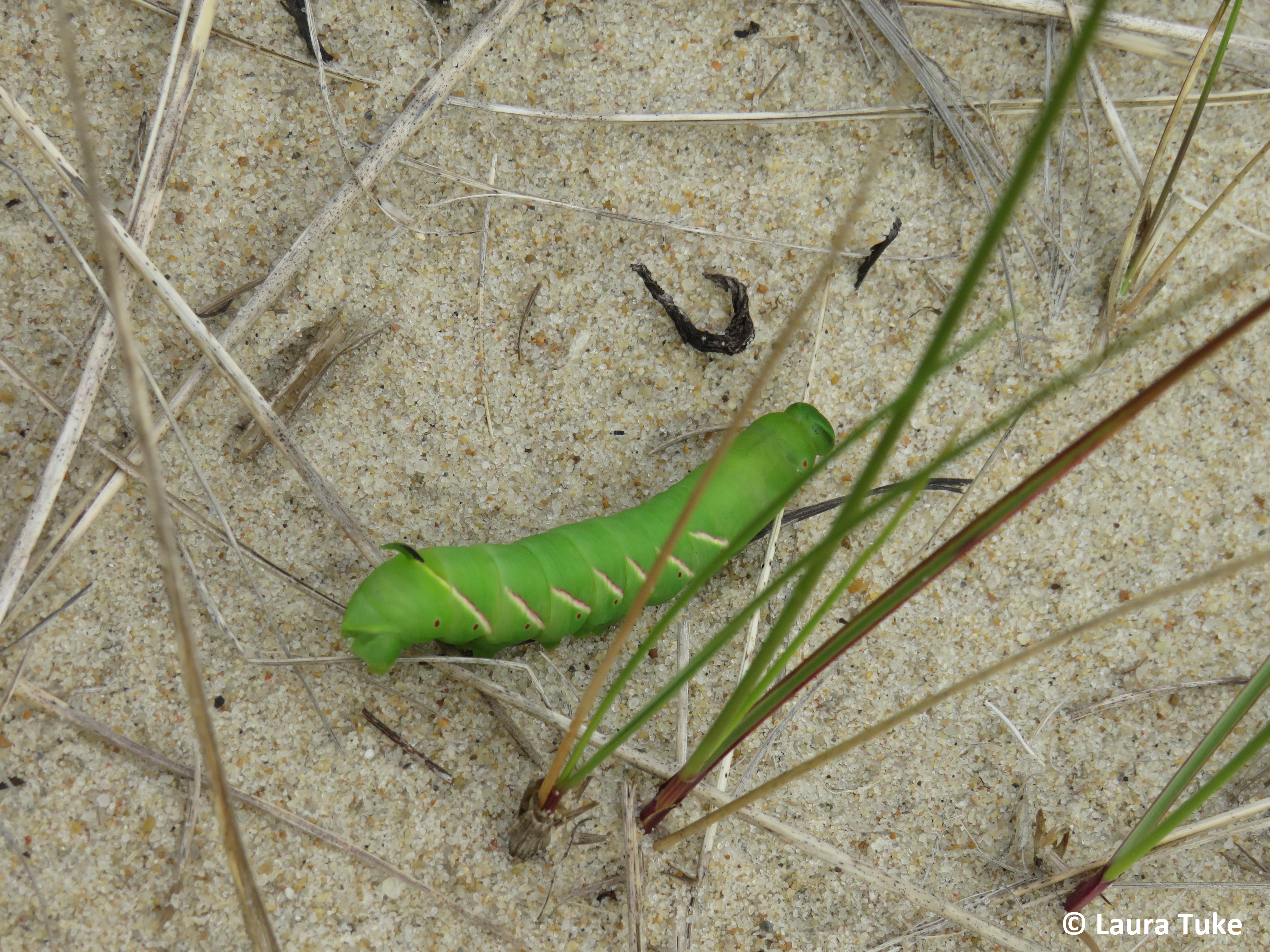 Apple sphinx moth caterpillar