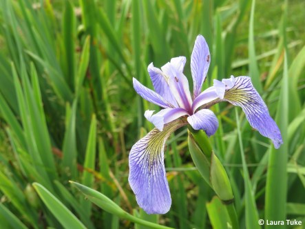 Blue flag iris
