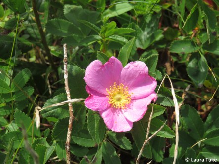 Common wild rose