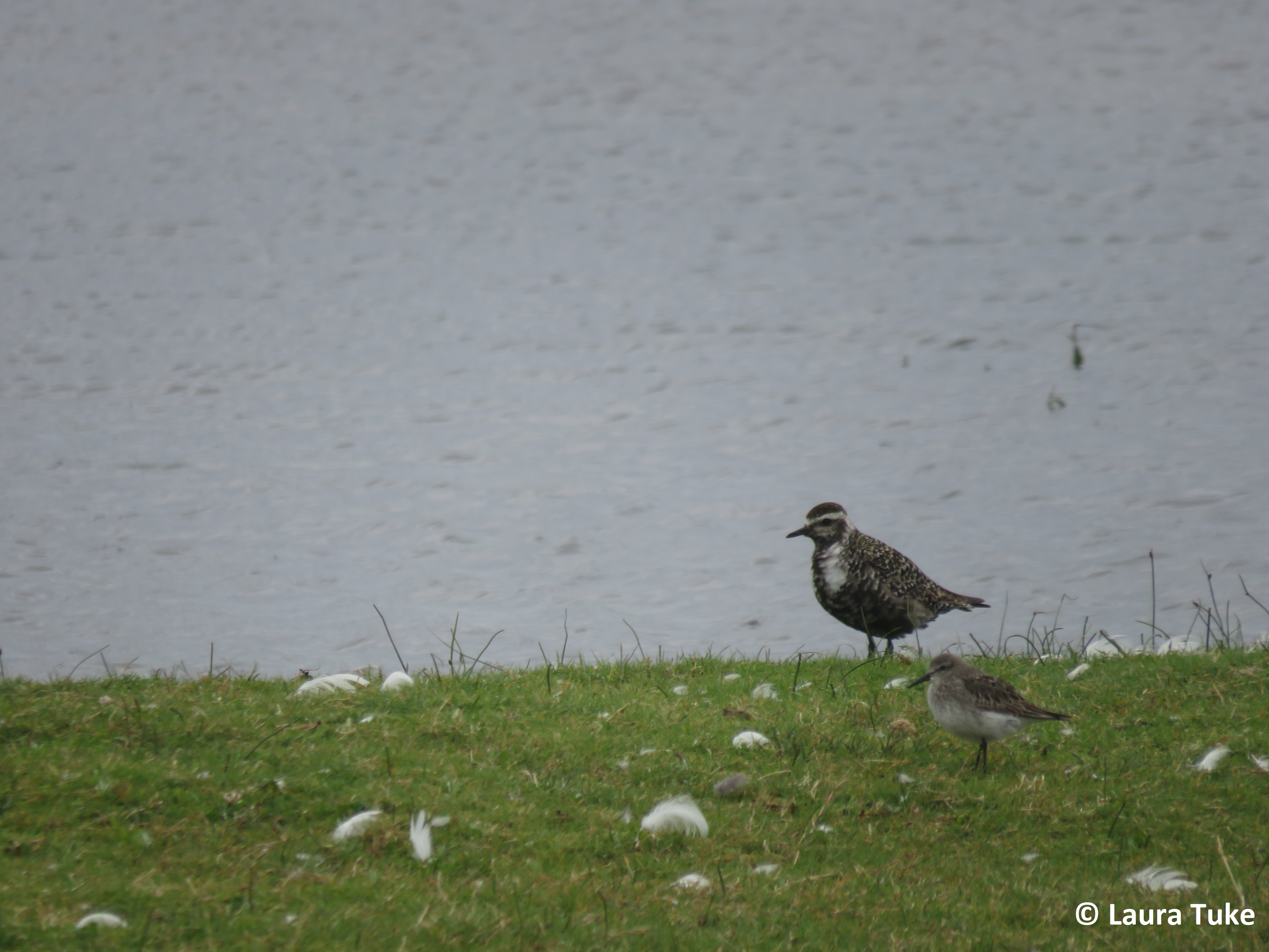 Female American Golden Plover and sandpiper
