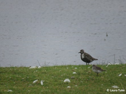 Female American Golden Plover and sandpiper