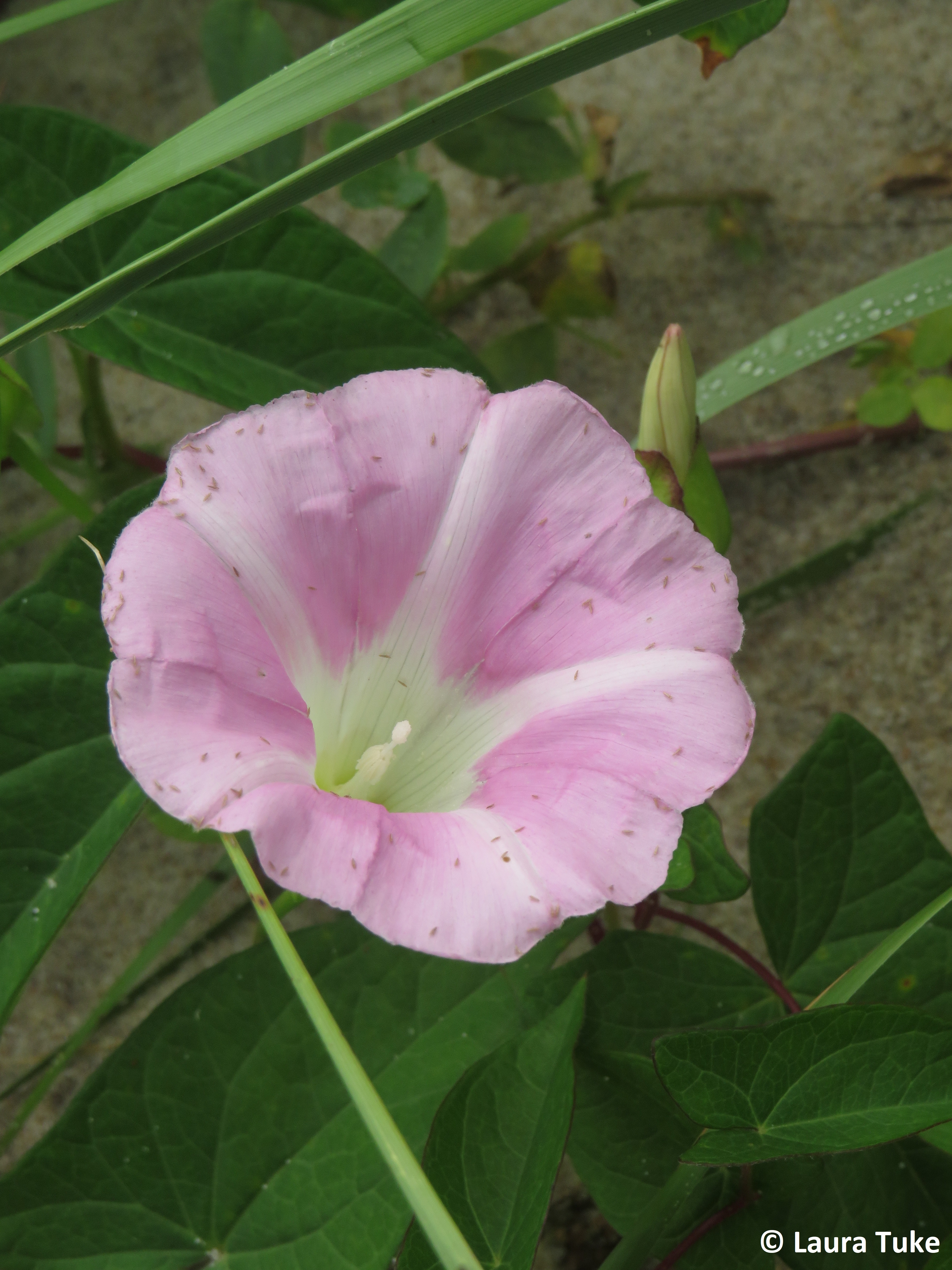 Hedge bindweed