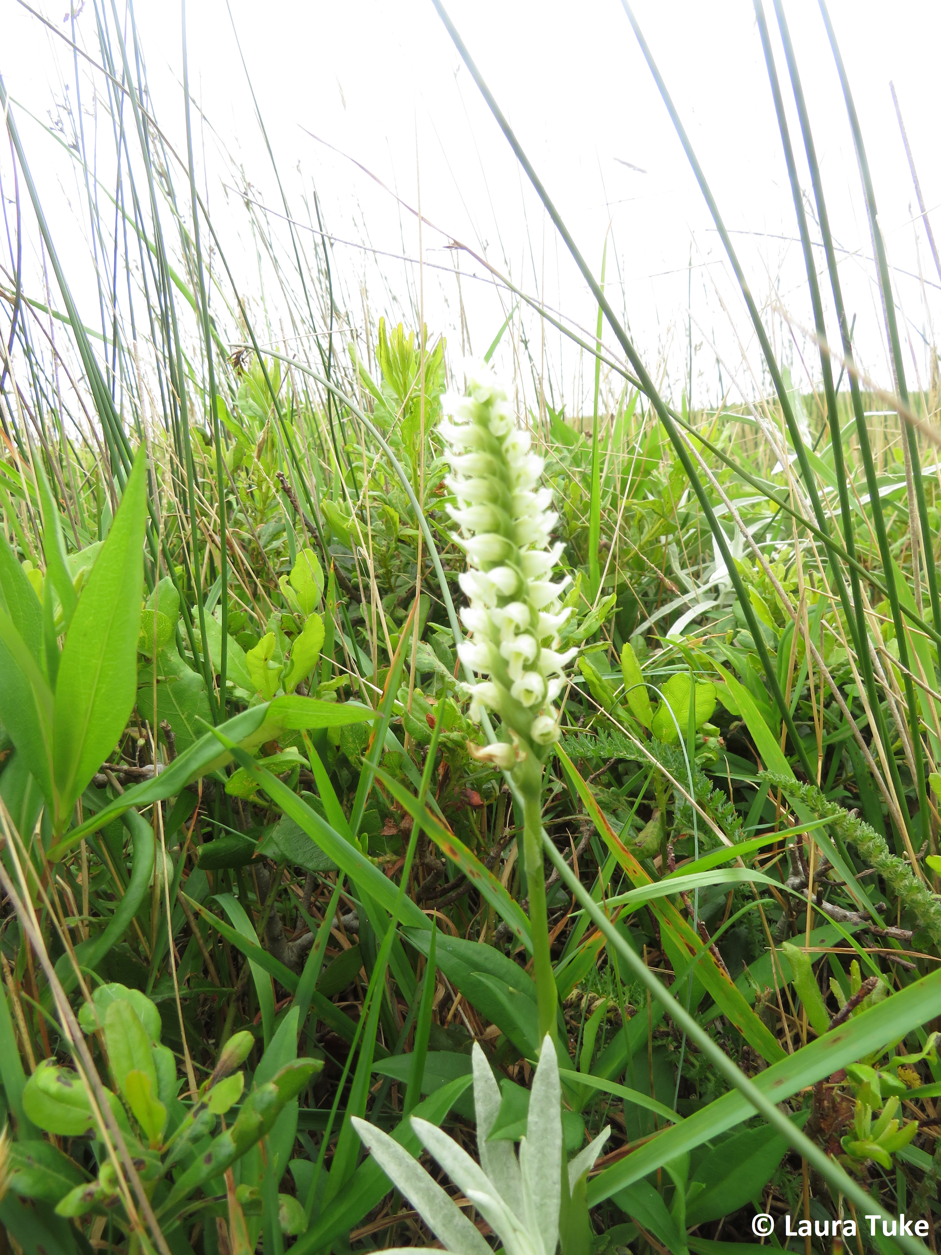 Hooded Ladies' tresses