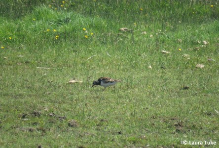 Ruddy turnstone