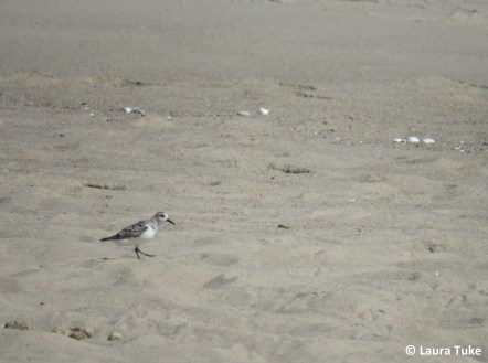 Sanderling
