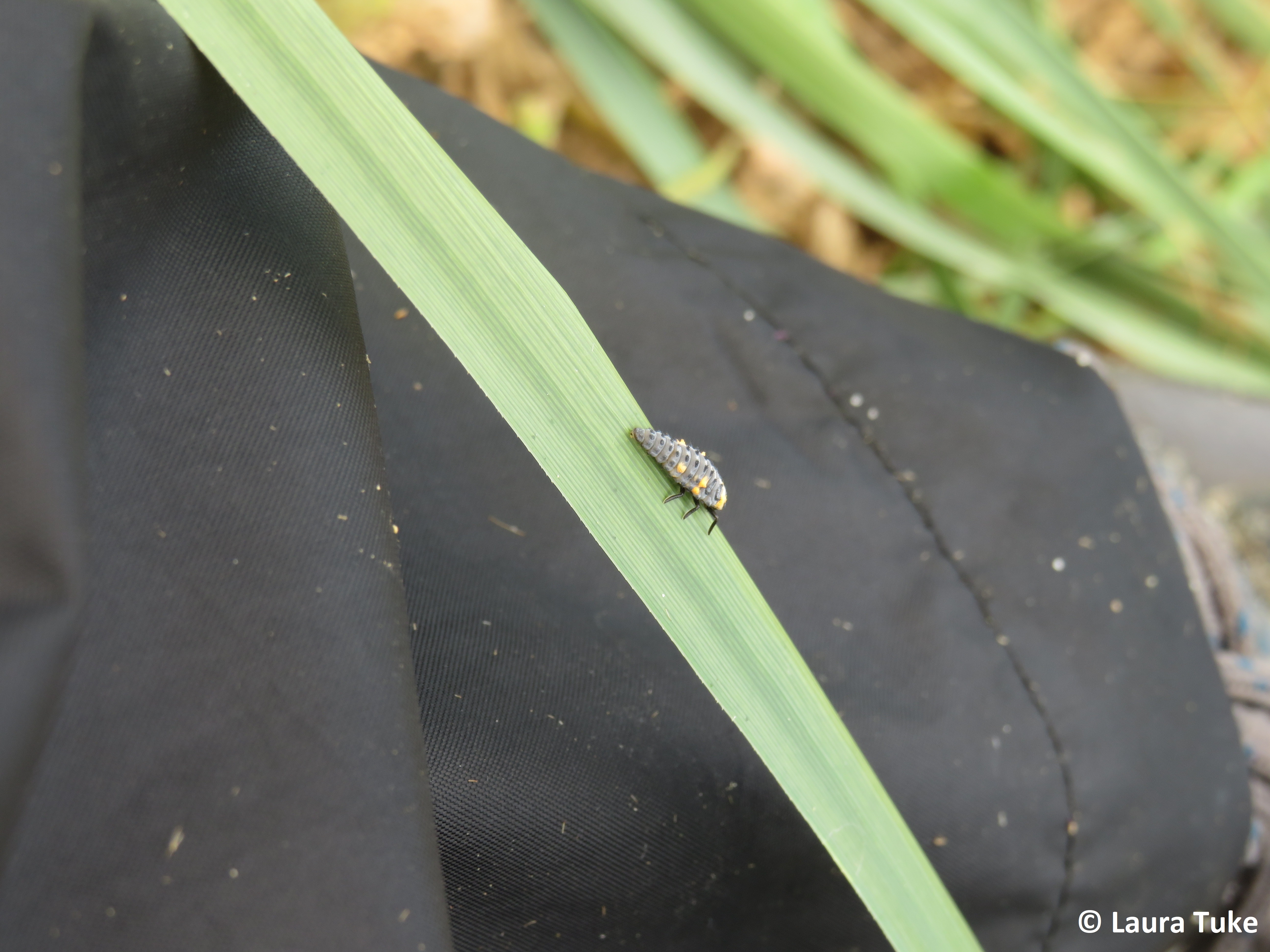 Six spot ladybird larvae