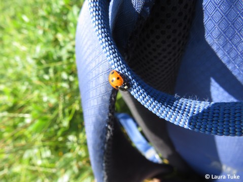 Six spot ladybird