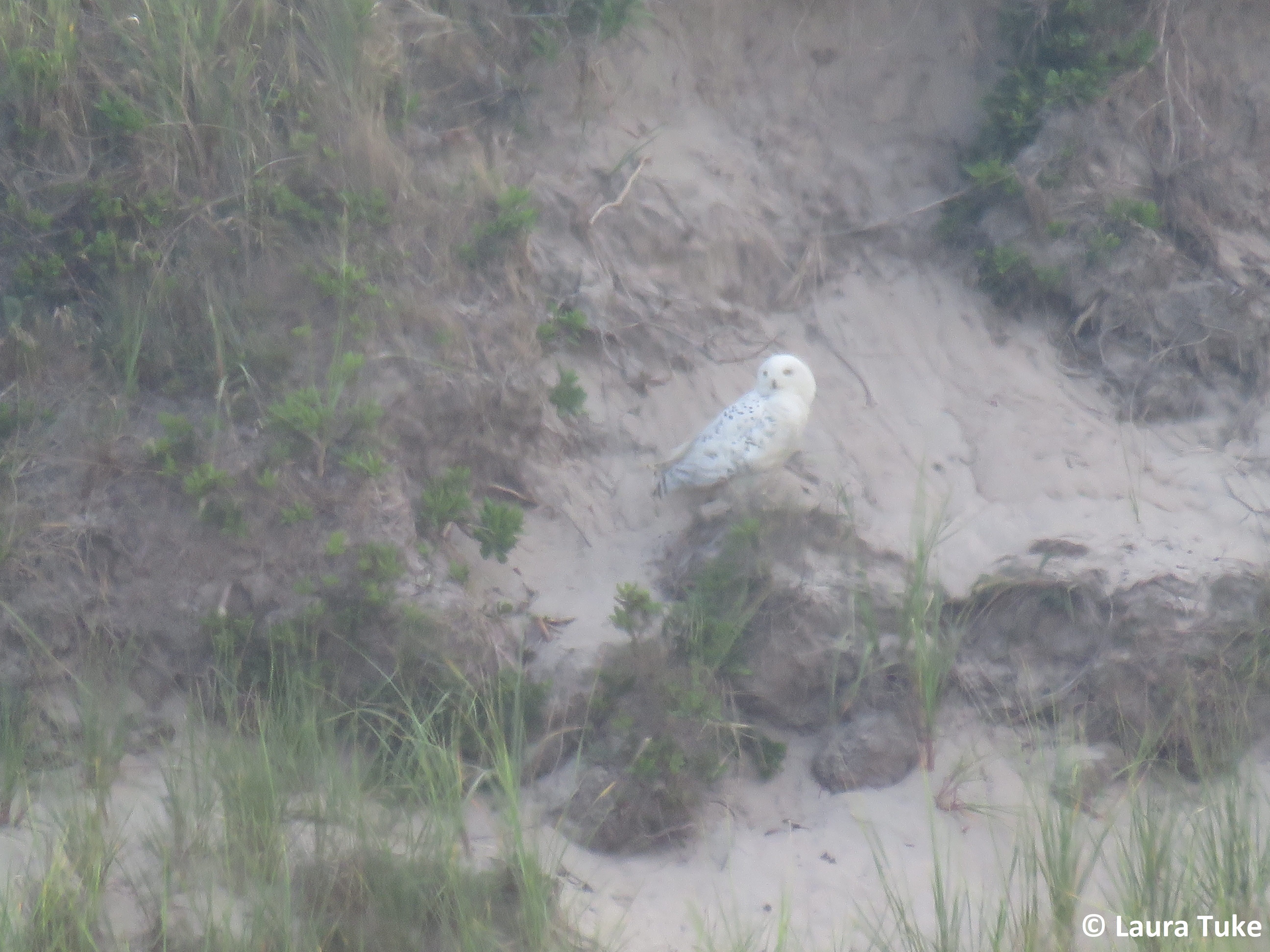 Snowy owl 3