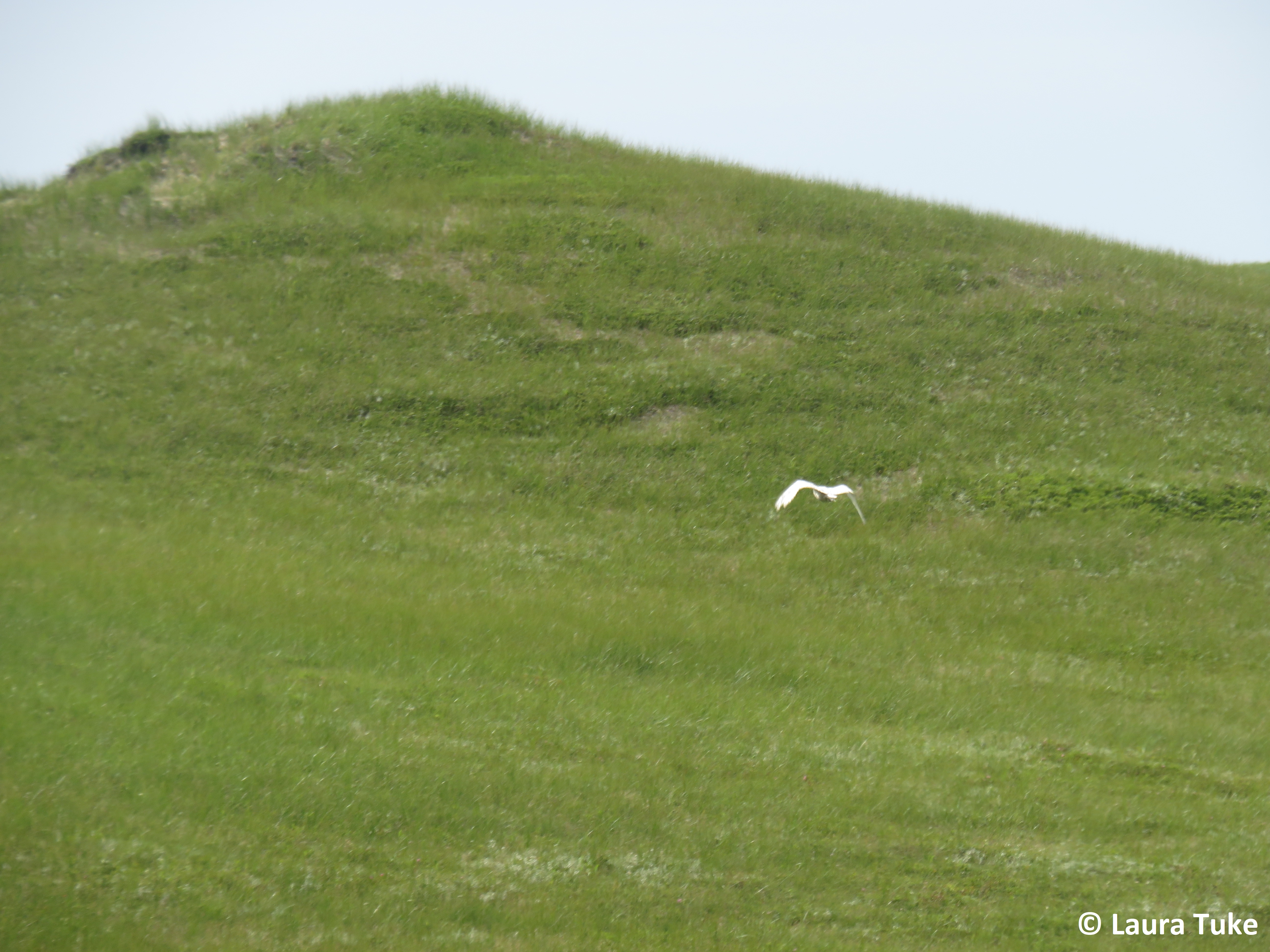 Snowy Owl