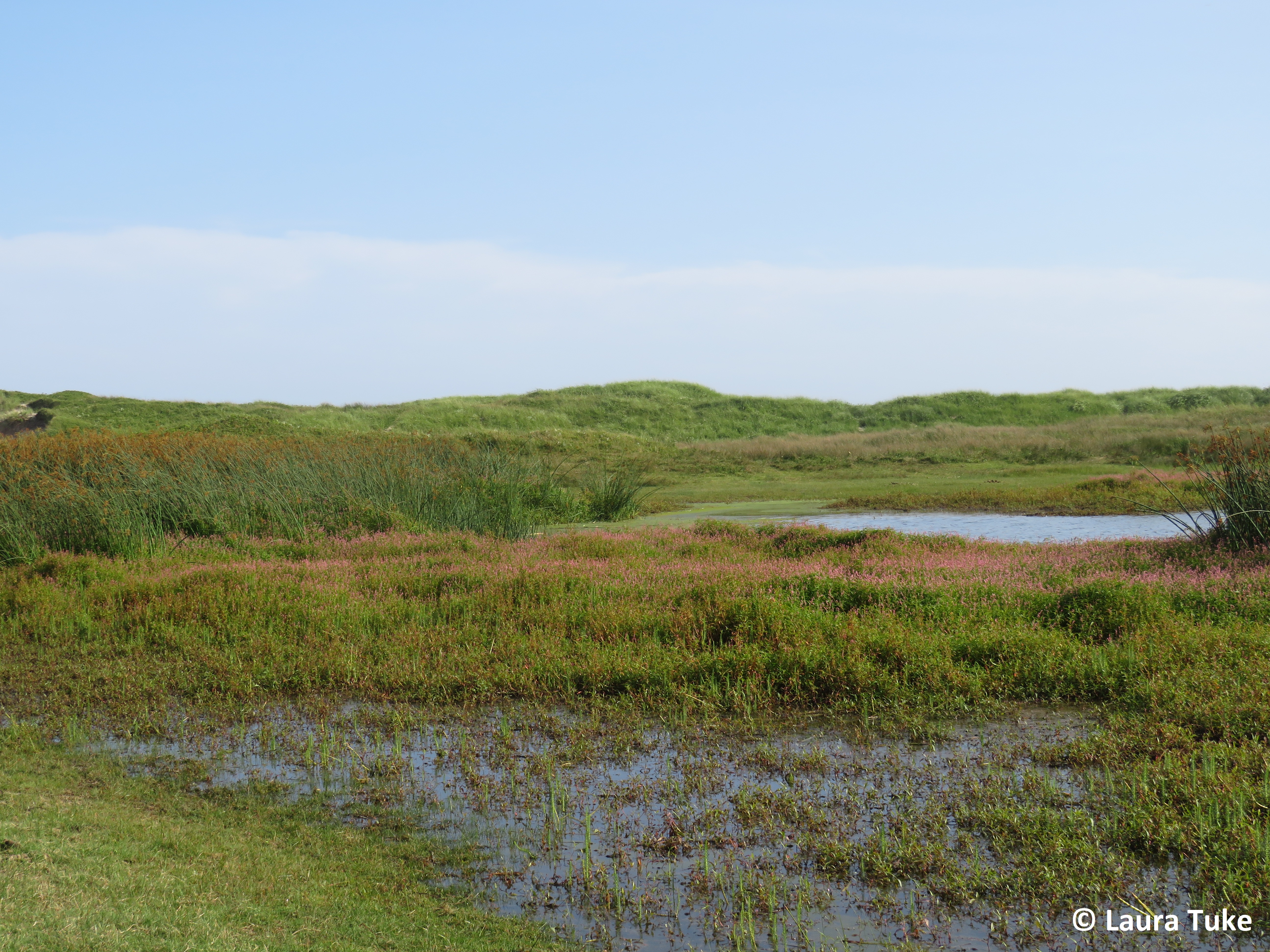 Stretch of swamp smartweed