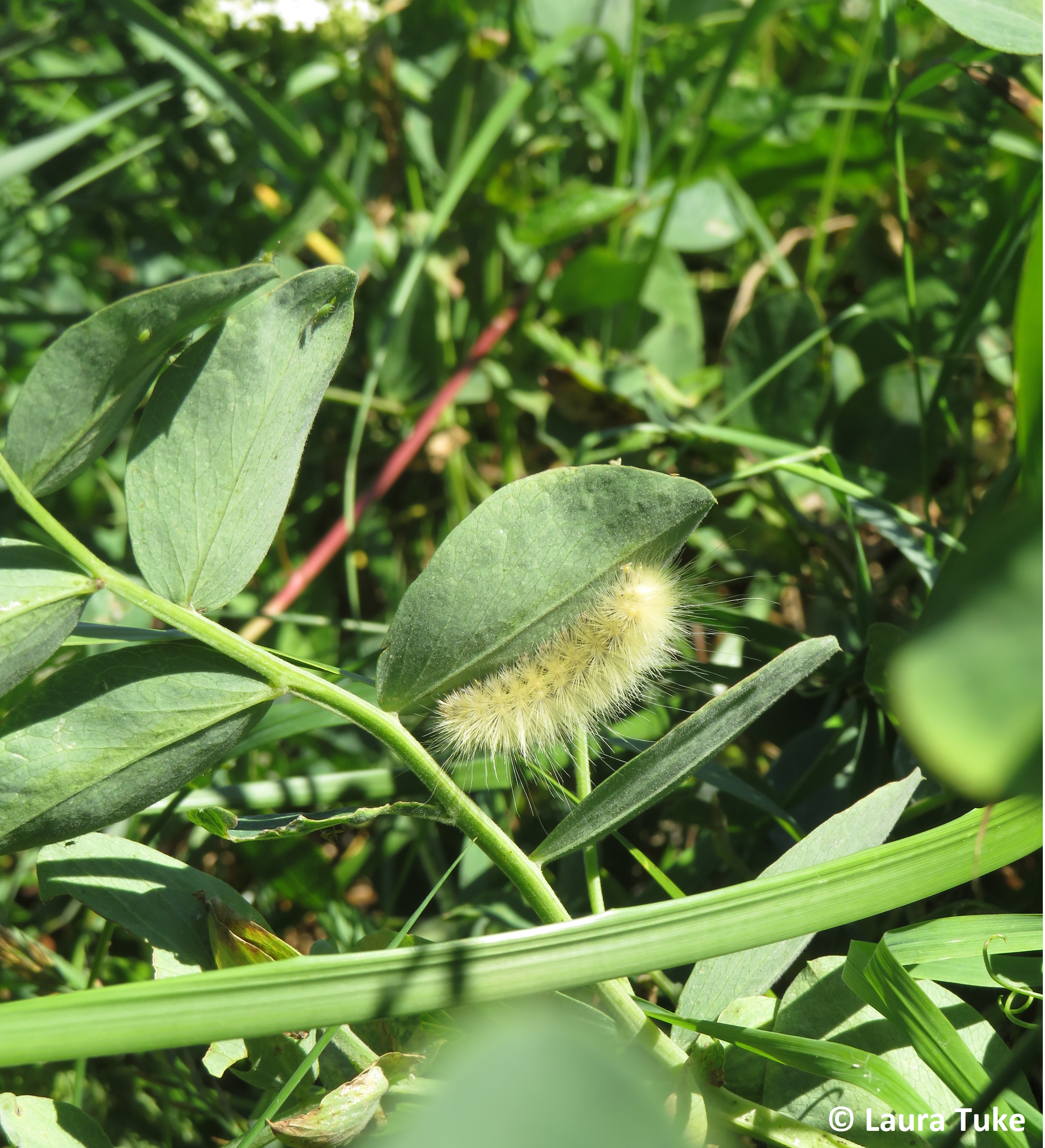 Virginian tiger moth caterpillar 2