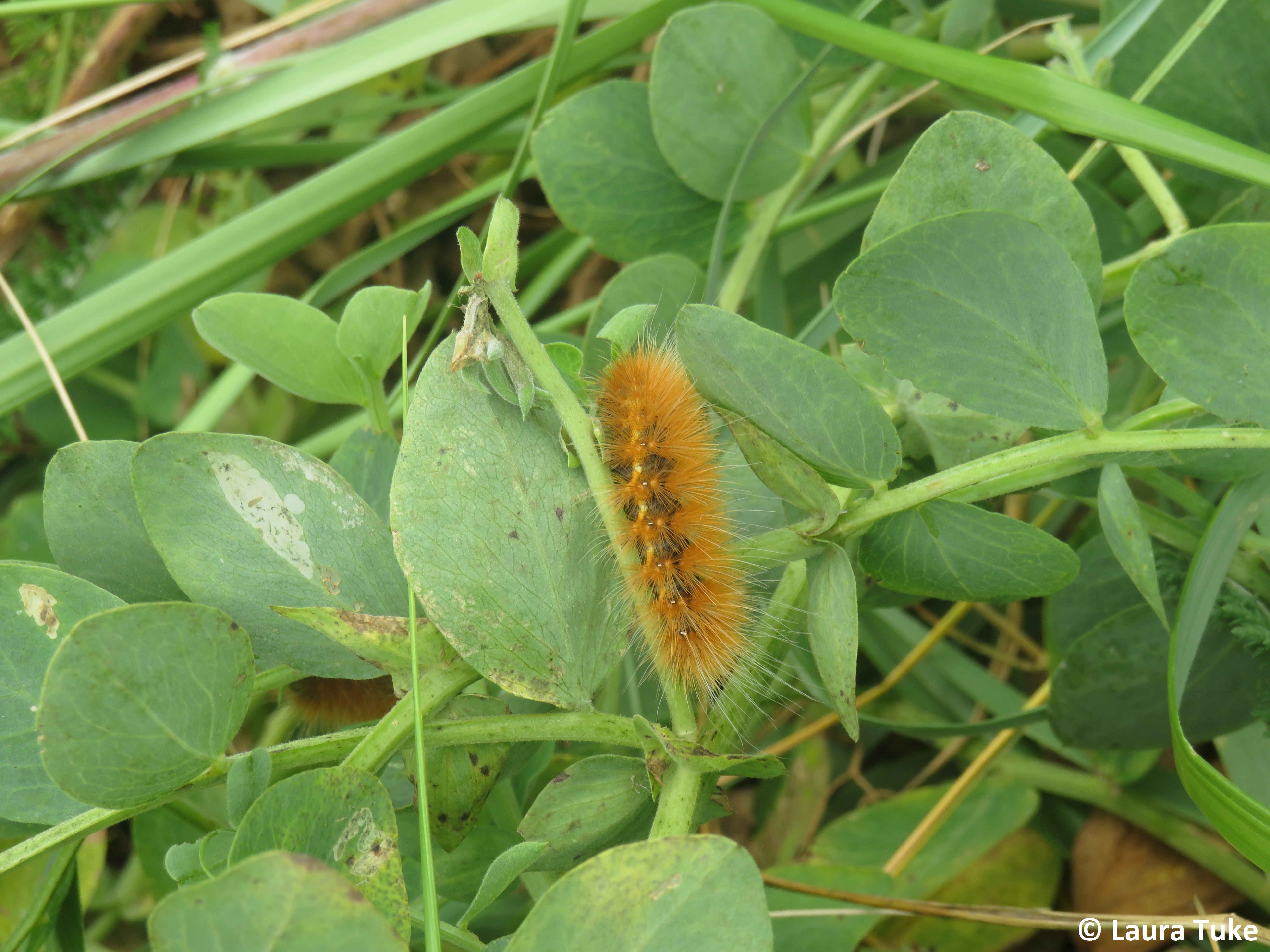 Virginian tiger moth caterpillar