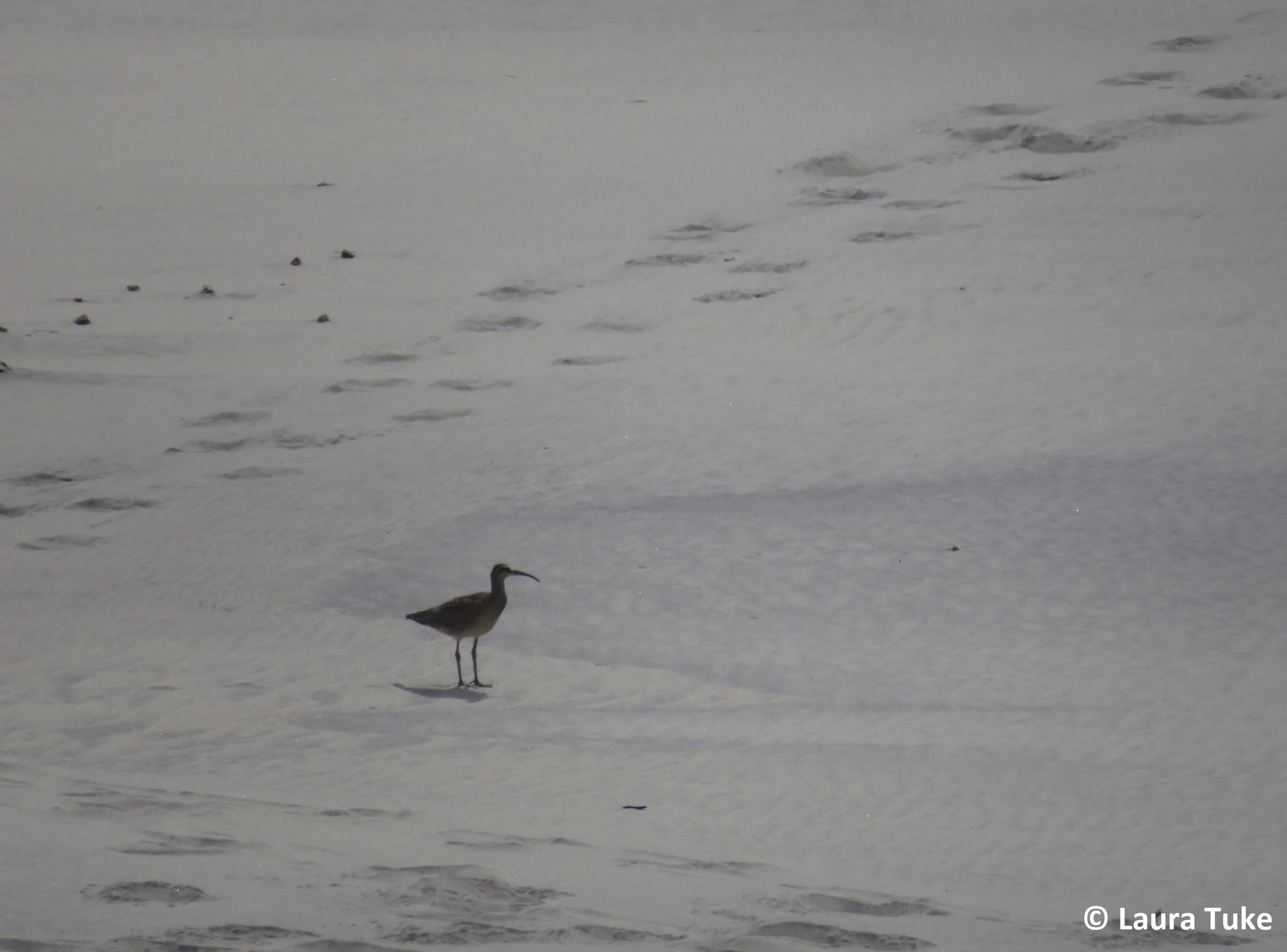 Whimbrel