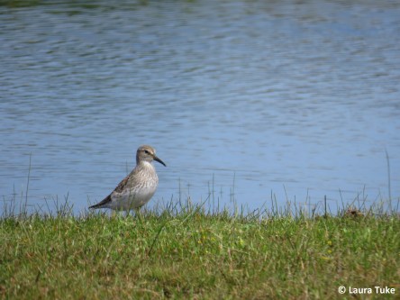 White-rumped sandpiper
