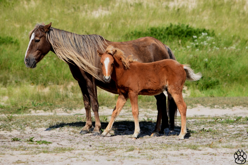 Chiara's Favourite Foal