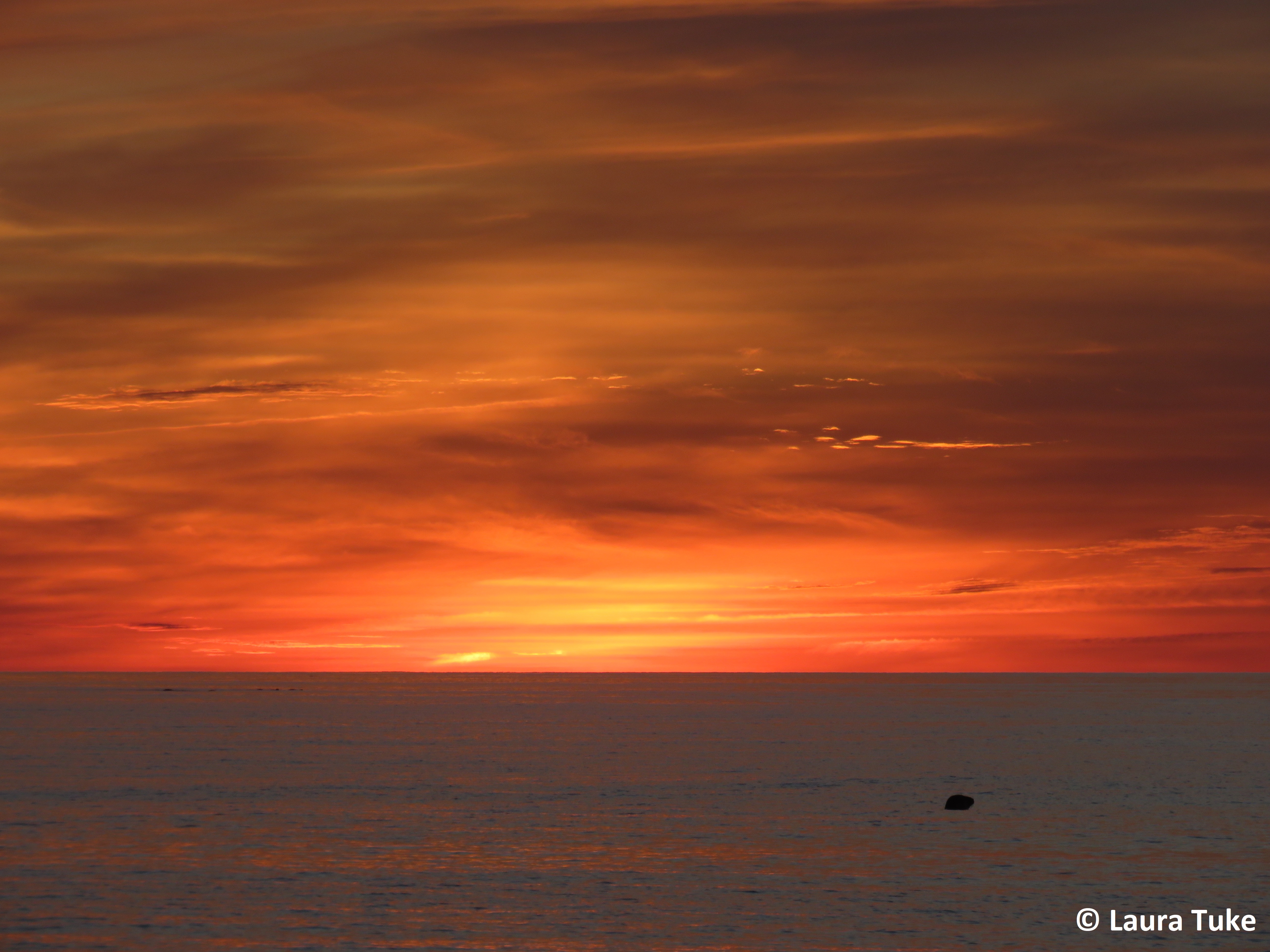 Sunset with seal