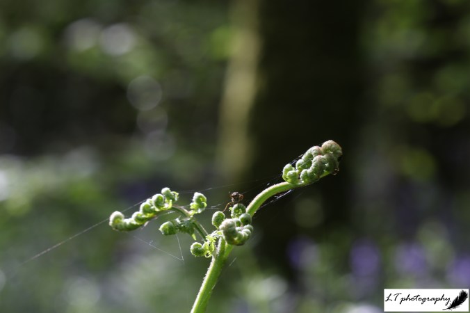 10_05_19_Horseshoe_Woods_Fern_4