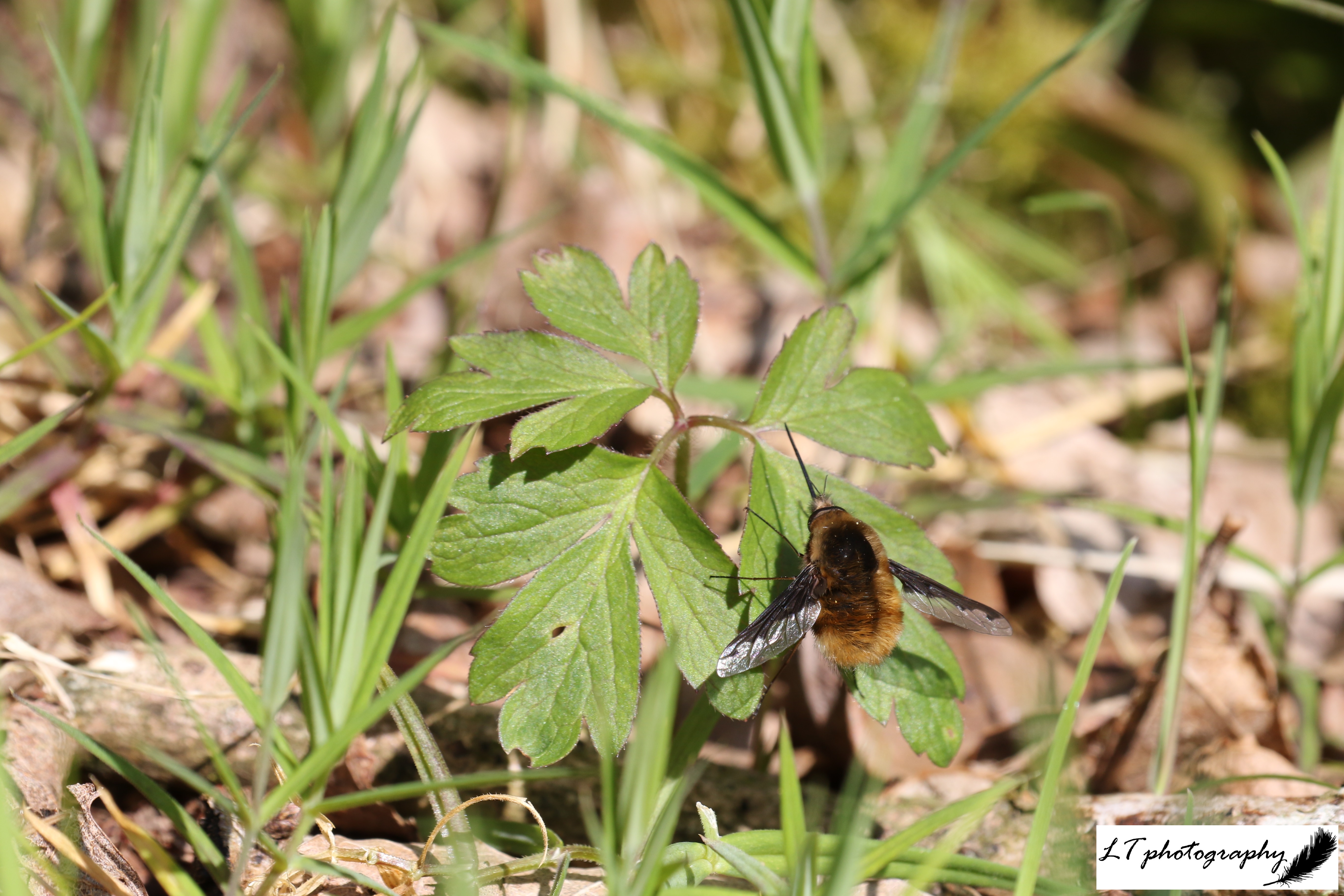 12_04_19_Horseshoe_Wood_Bee_Fly_6