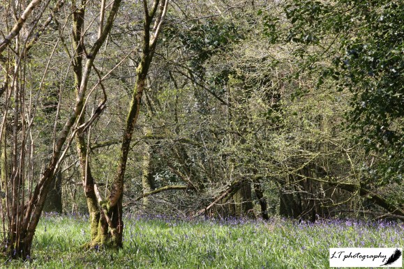 12_04_19_Horseshoe_Wood_Bluebells_21