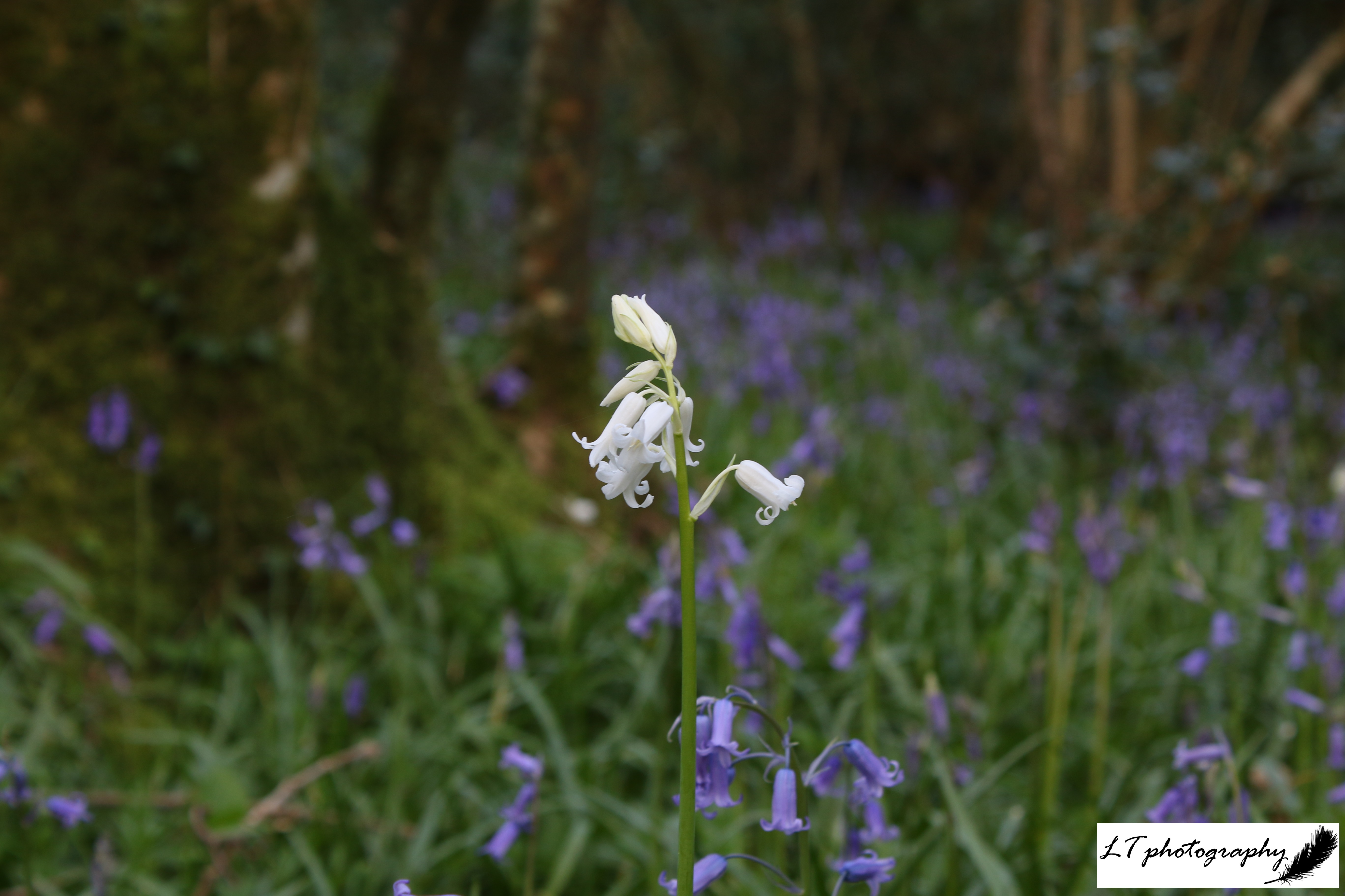 19_04_19_Horseshoe_Wood_Bluebells_White_2