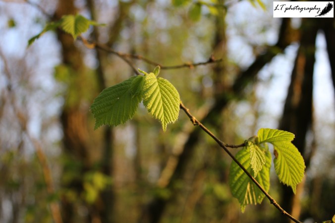 19_04_19_Horseshoe_Wood_Hazel_8