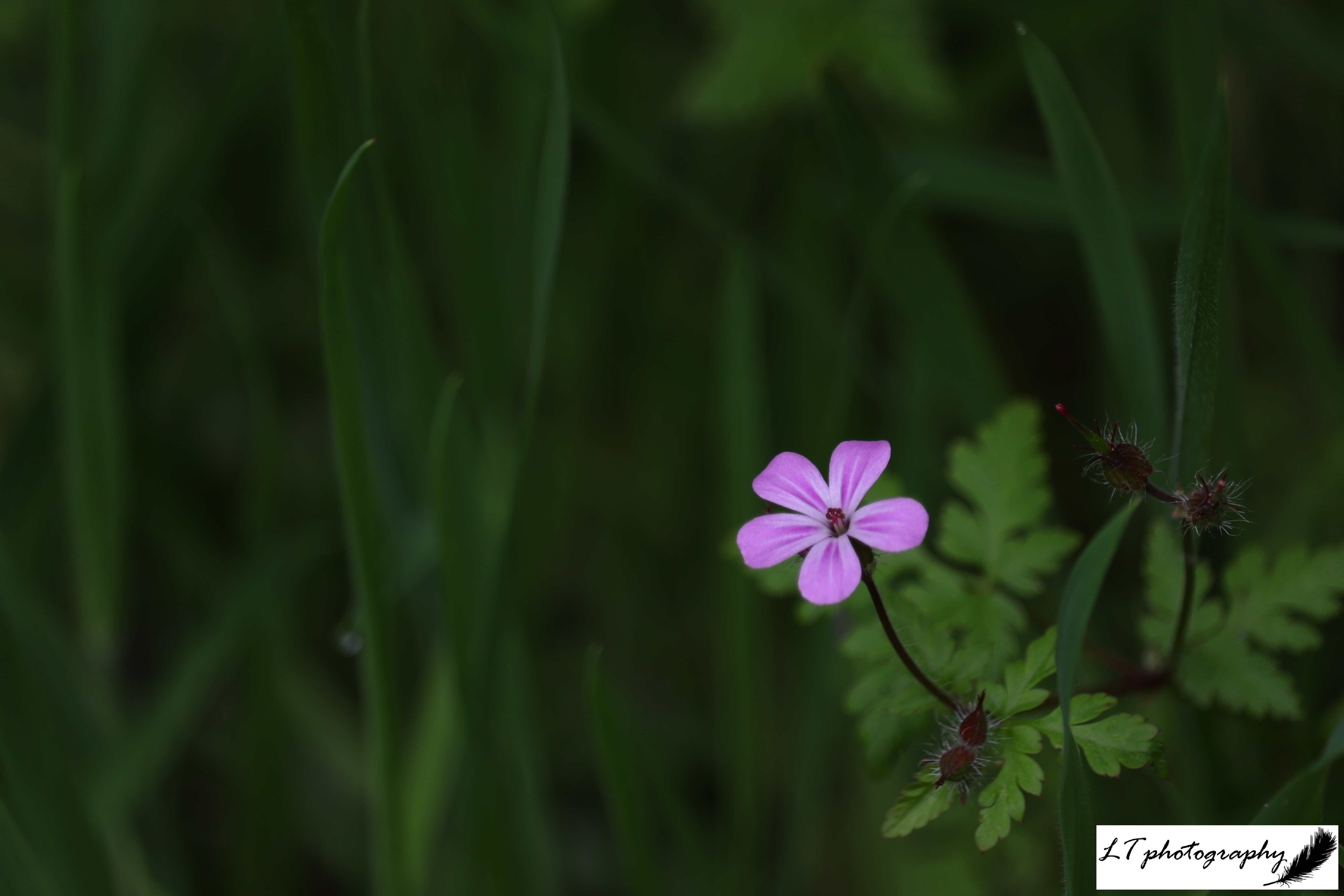 25_05_19_Horseshoe_Wood_Herb_Robert_3