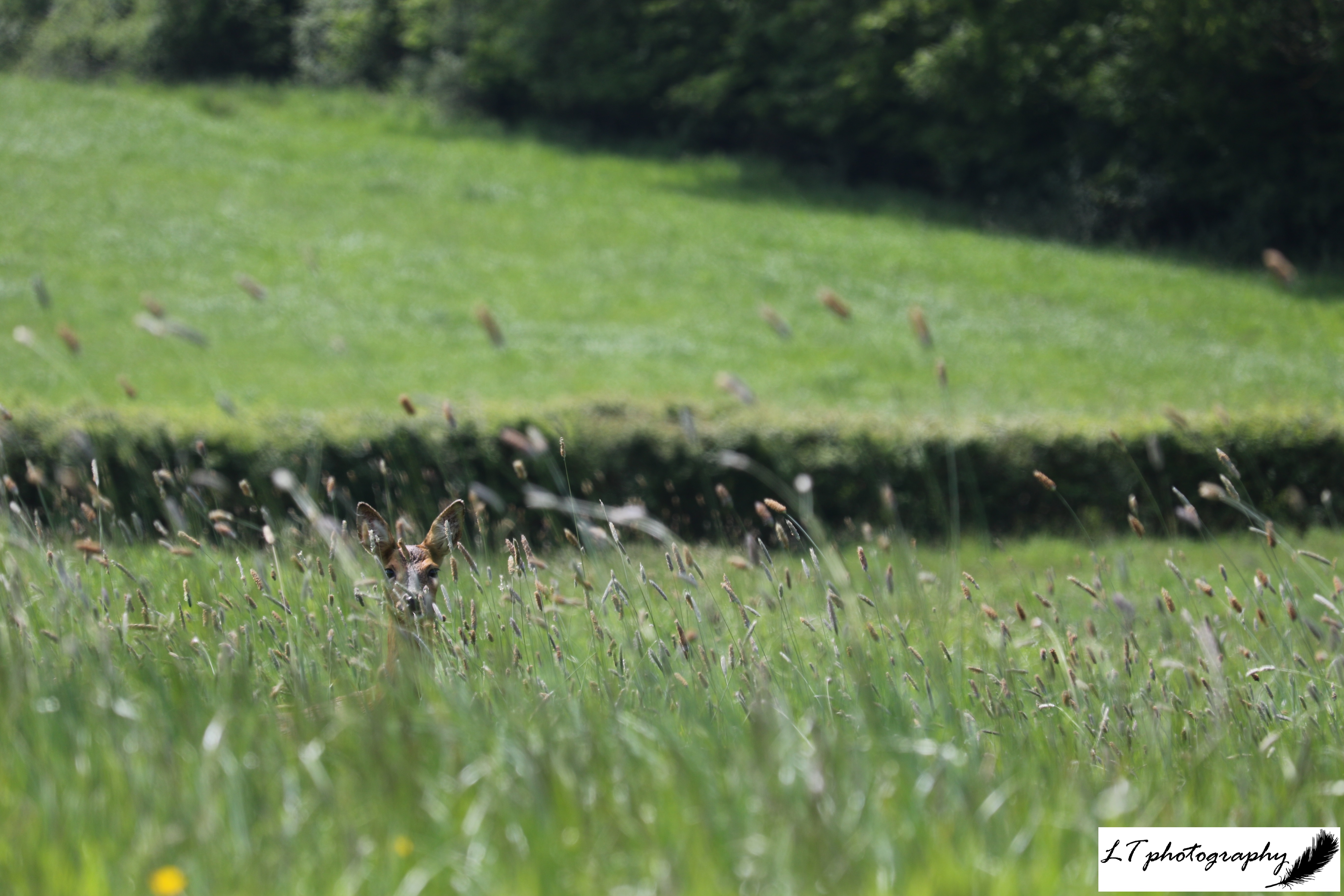 25_05_19_Horseshoe_Wood_Roe_Deer