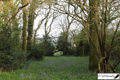 Bluebells 4