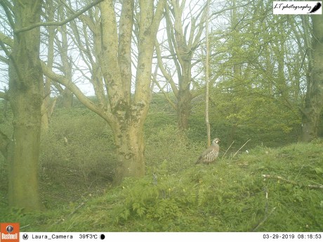 Red-legged partridge