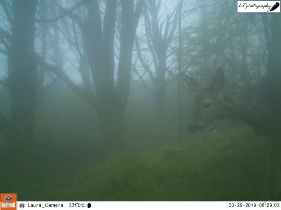Doe-eyed (female roe deer in the mist)