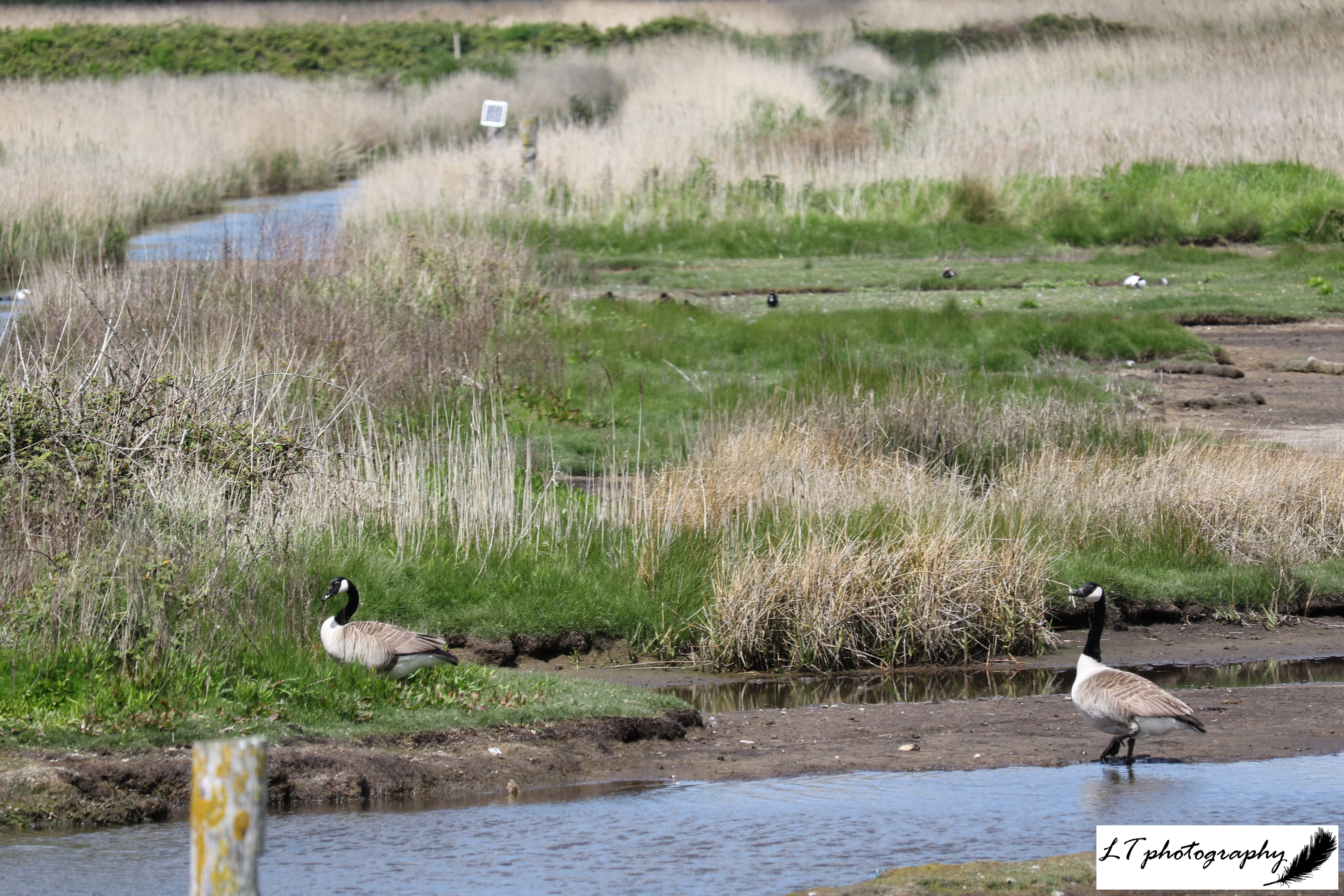 Lodmoor canada geese