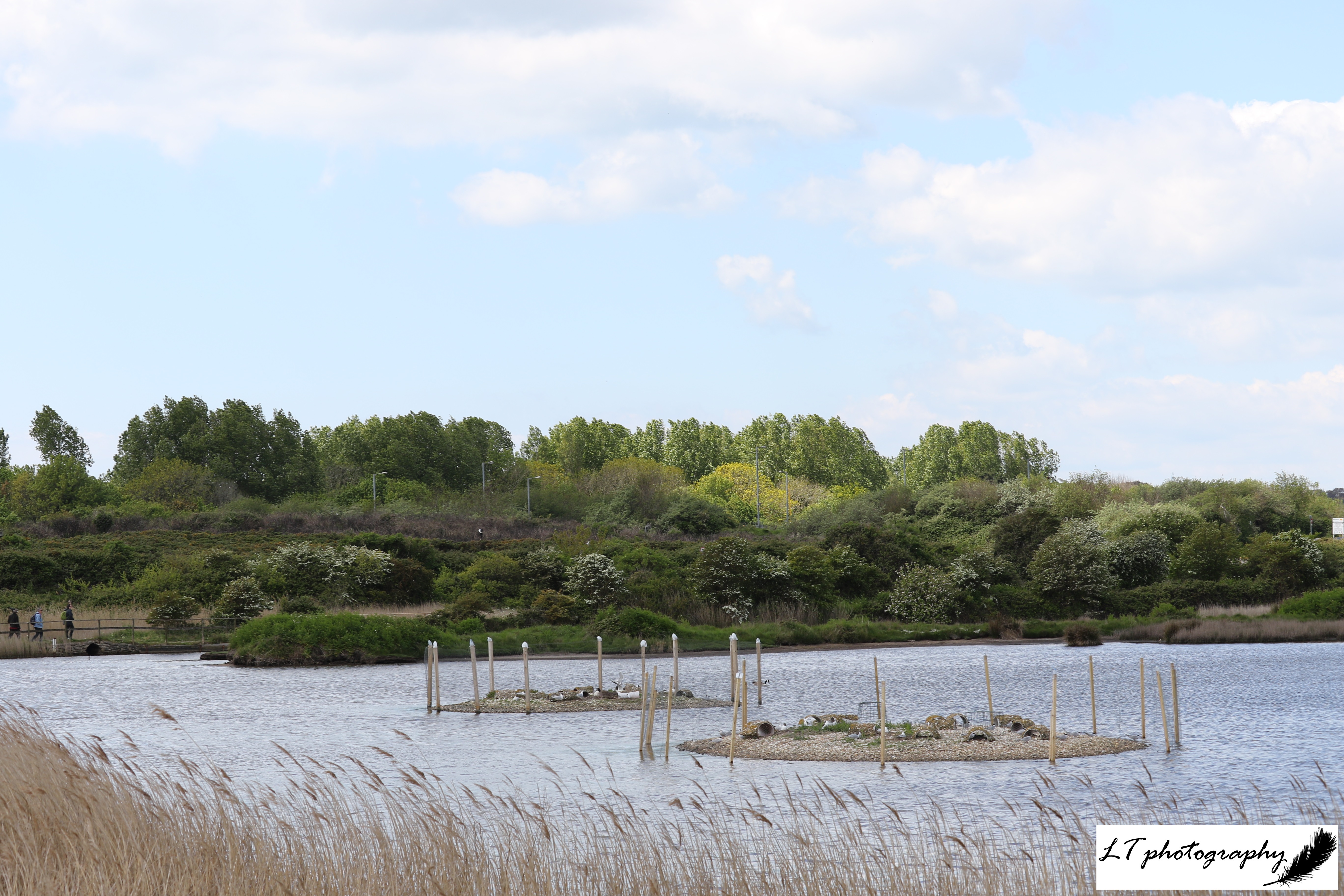 Lodmoor commen tern nesting islands
