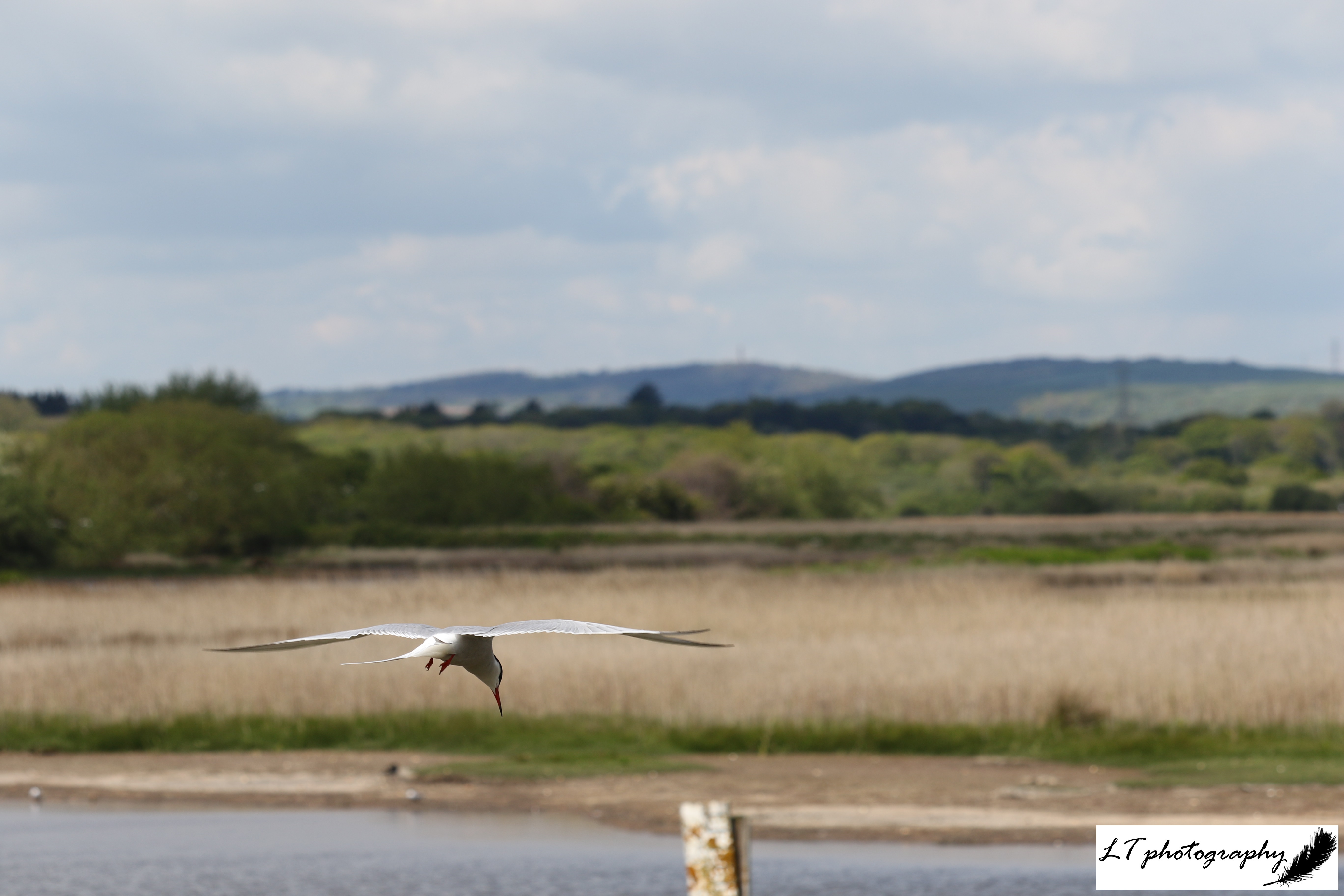 Lodmoor Common tern 3