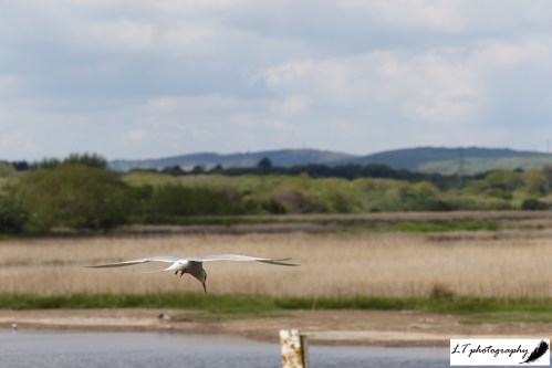 Lodmoor Common tern 3
