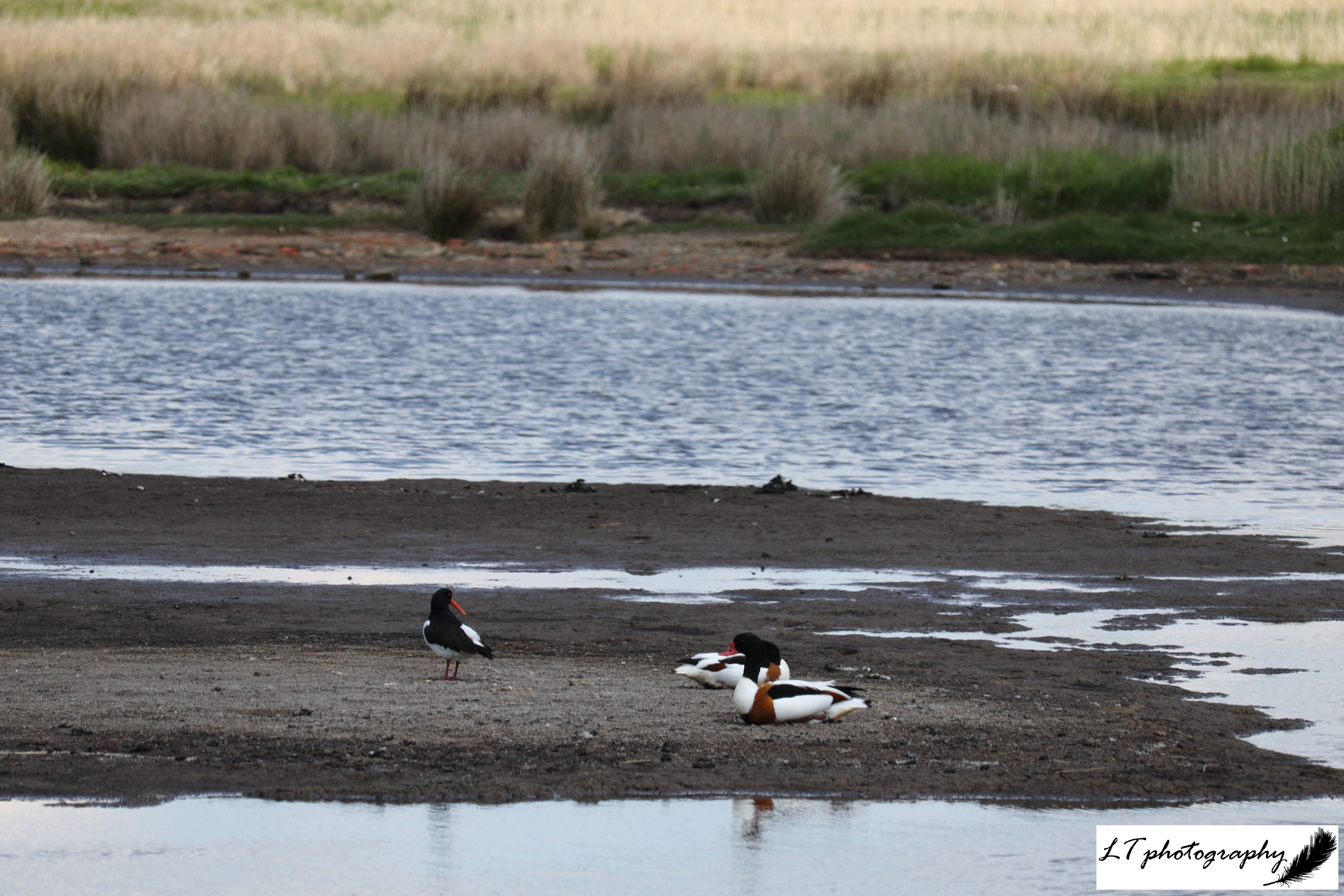Lodmoor oystercatcher and shelducks