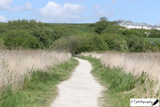 Lodmoor reed trail