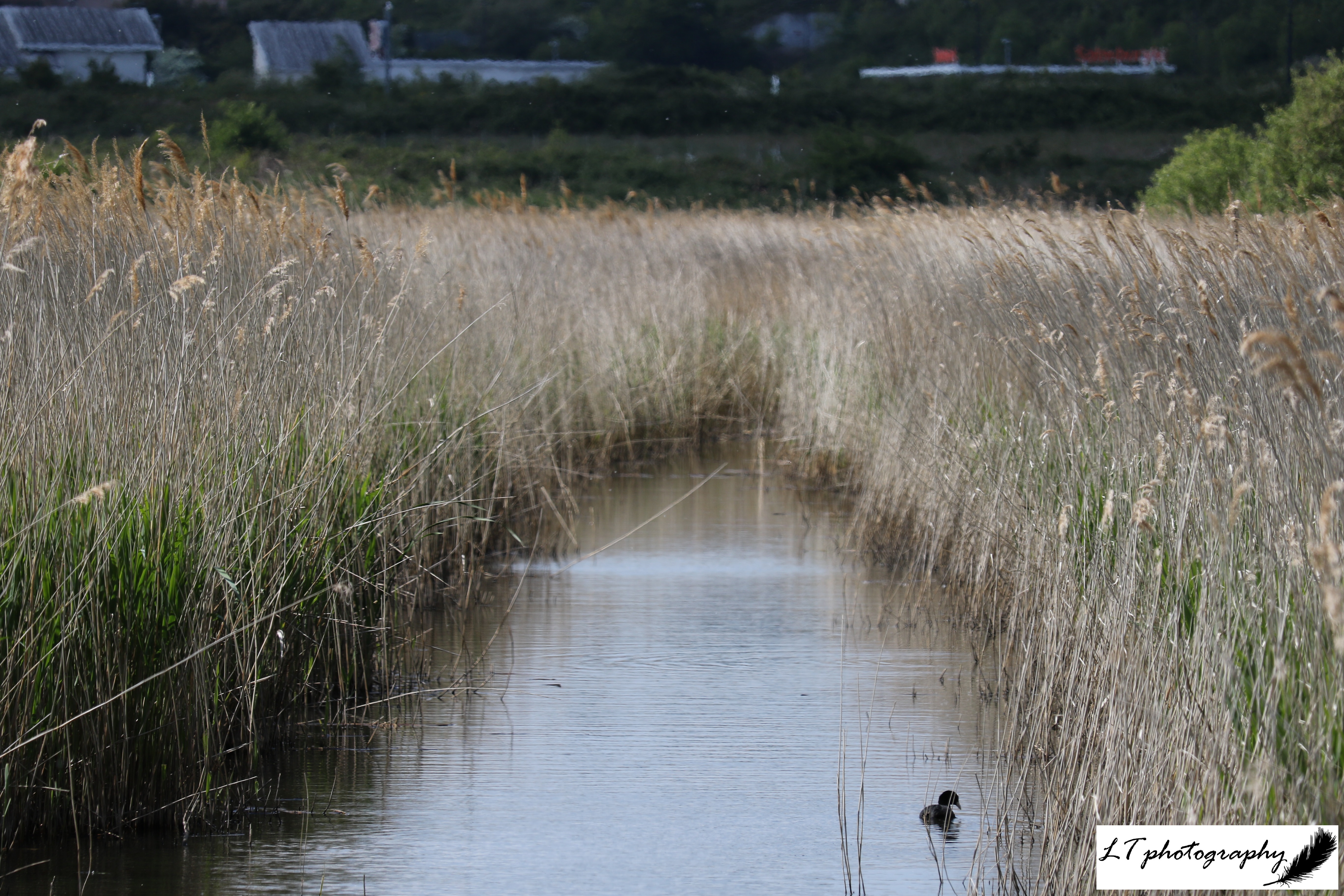 Lodmoor reedbed