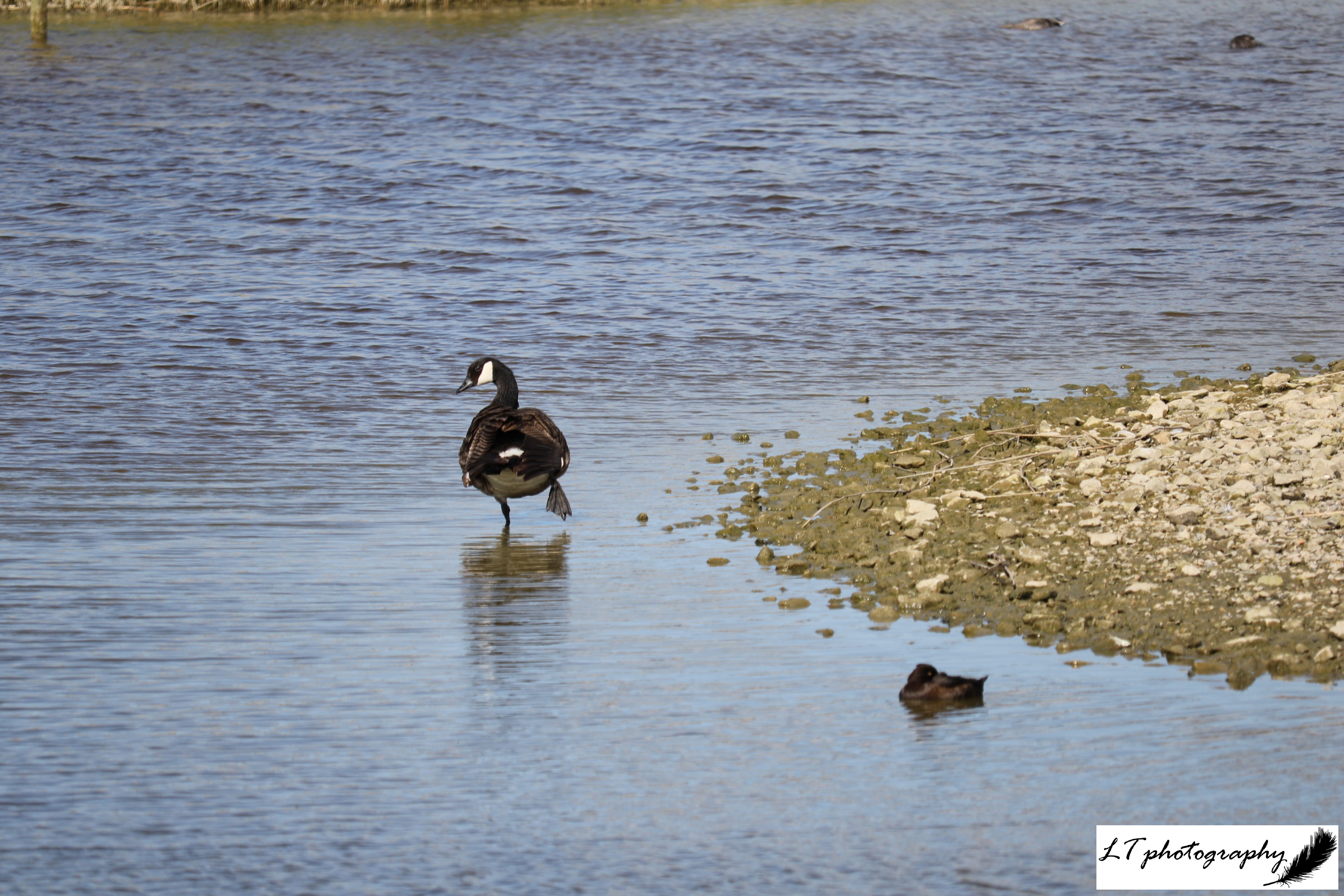 Radipole Lake Canada Goose