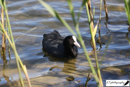 Radipole lake coot