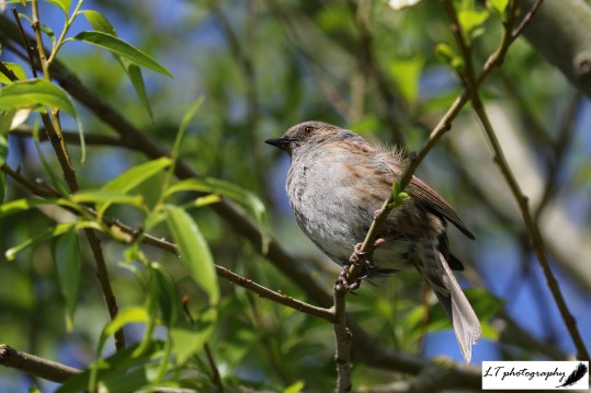 Radipole lake dunnock