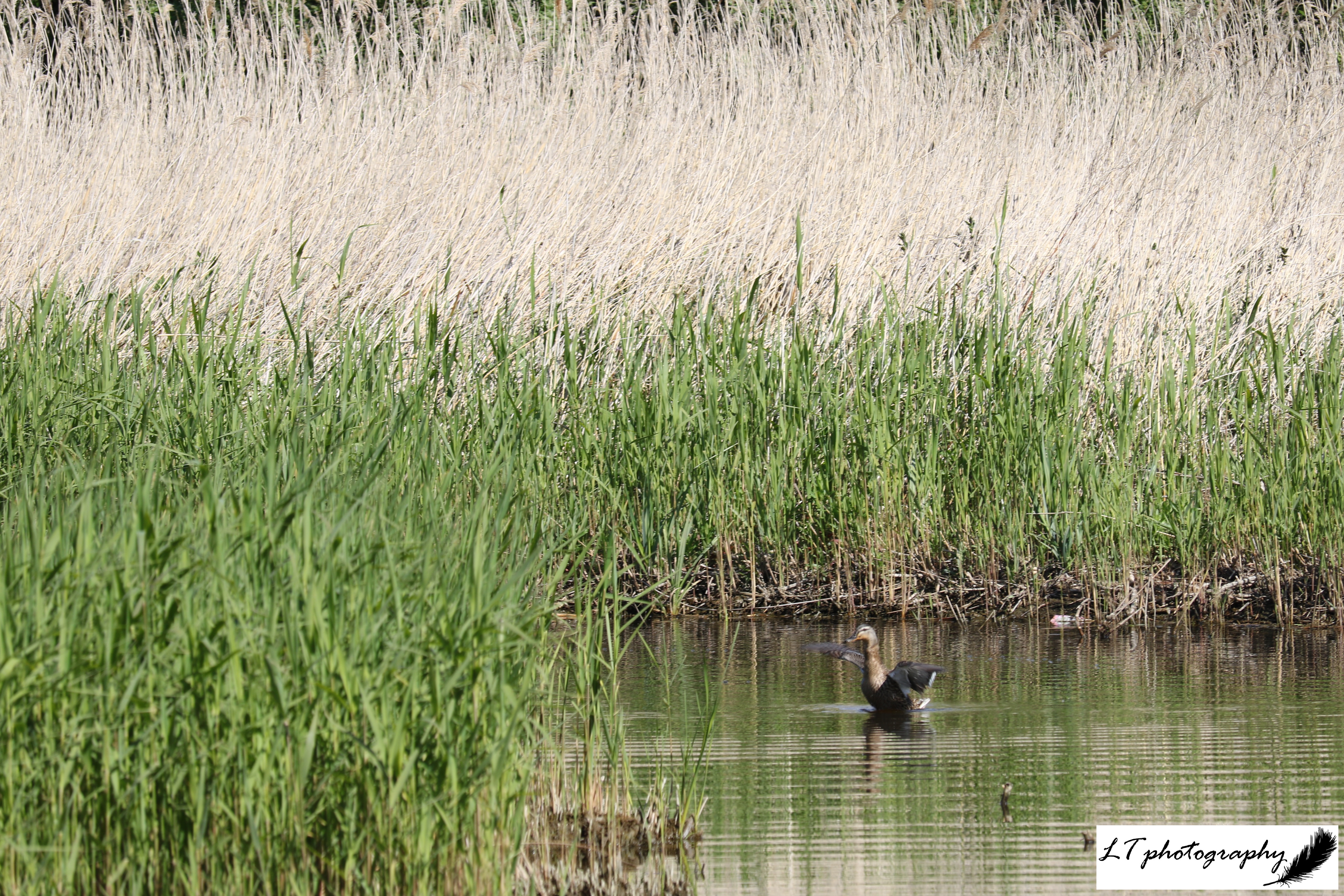 Radipole lake female mallard