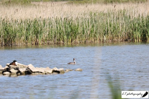 Radipole lake great-crested grebe