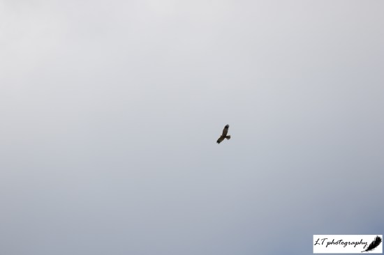 Radipole lake marsh harrier 3