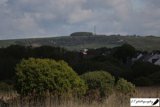 Radipole lake marsh harrier