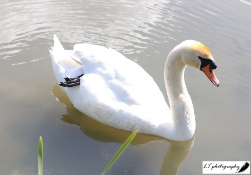 Radipole lake mute swan