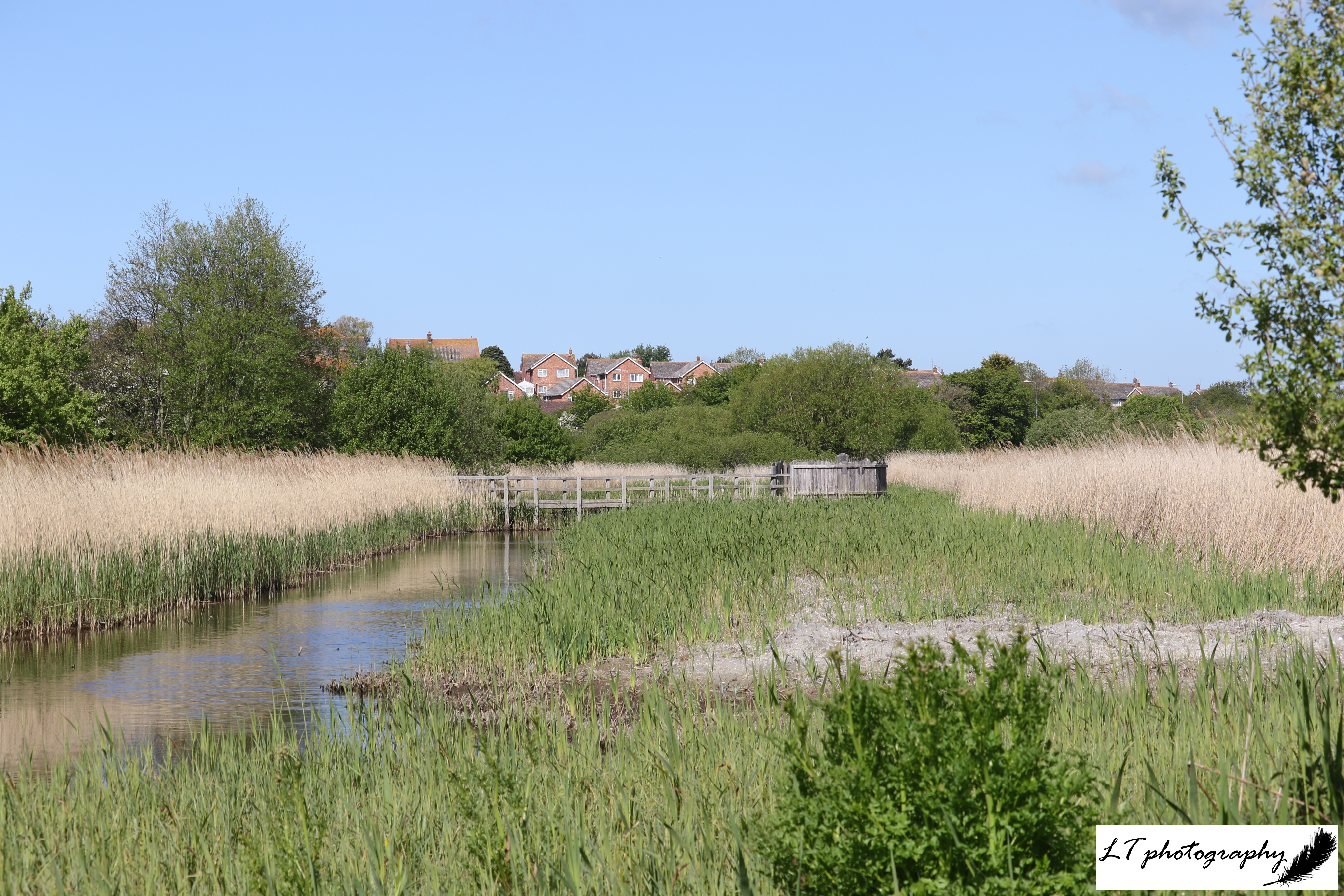 Radipole lake reeds