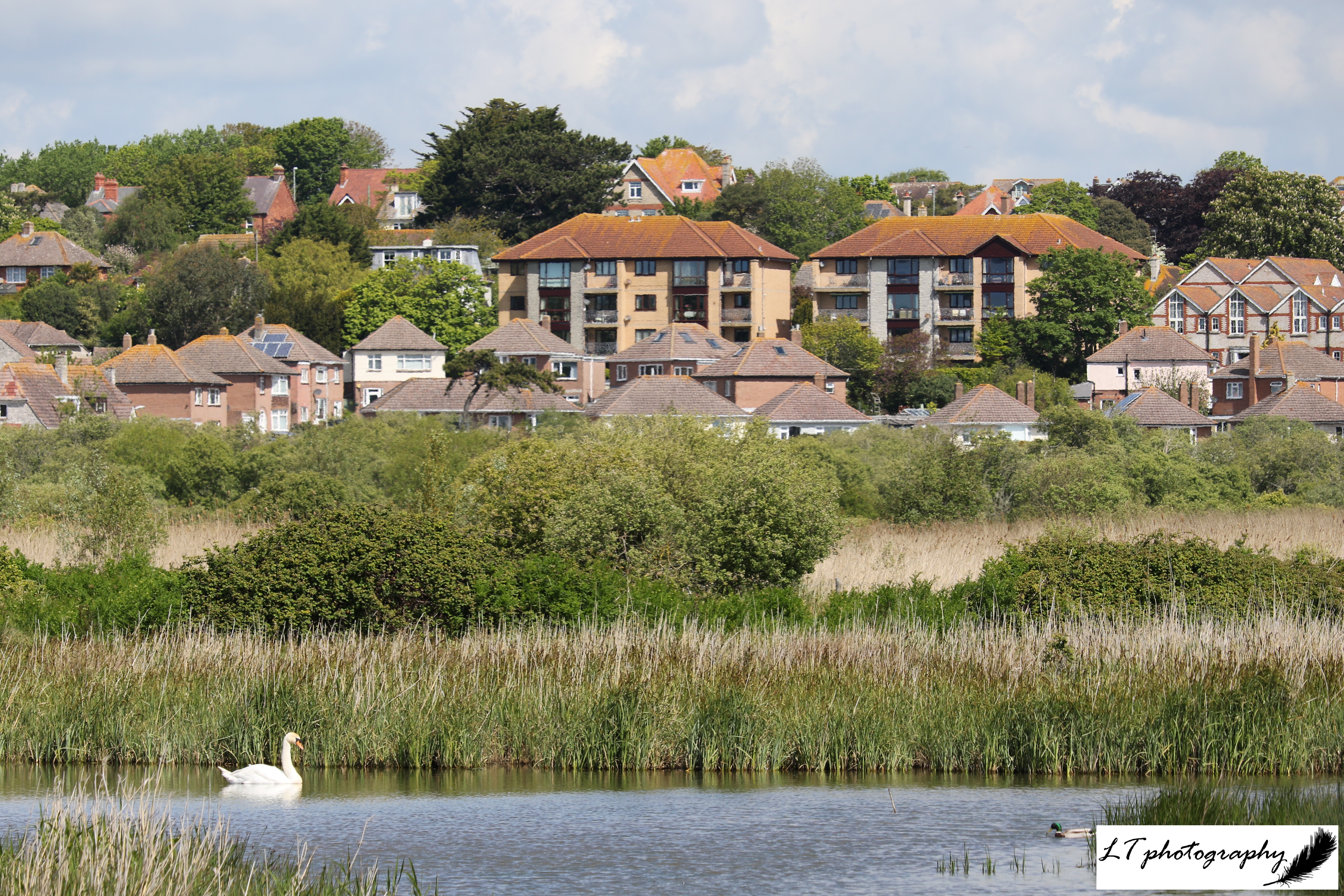 Radipole lake urban swan
