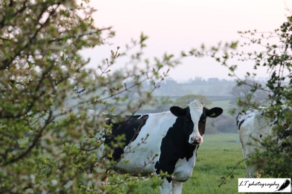 19_04_19_Farm_Cows_Milk_Blackthorn_3