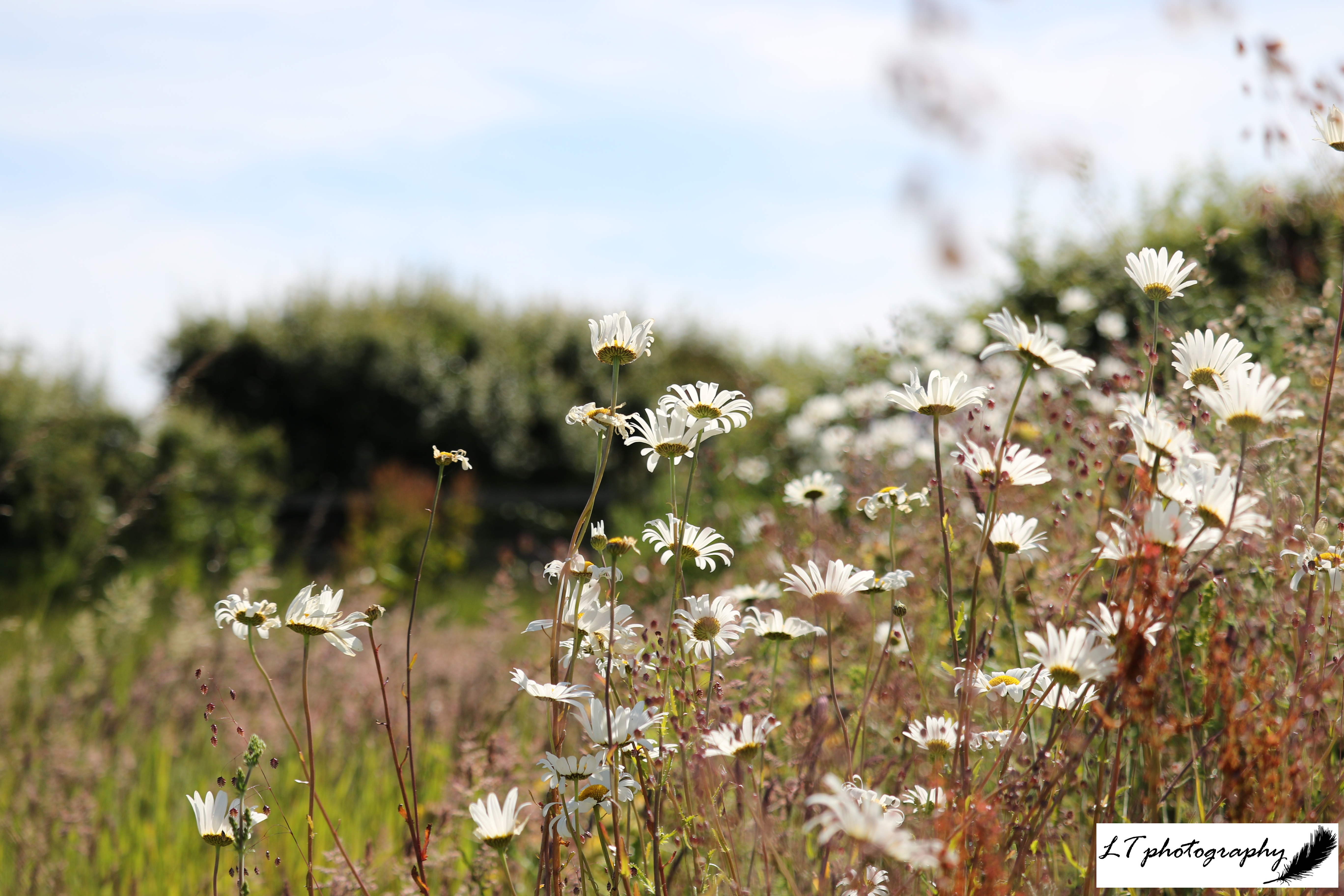 22_06_19_Farm_Chalk_Mound_Oxeye_Daisies_10