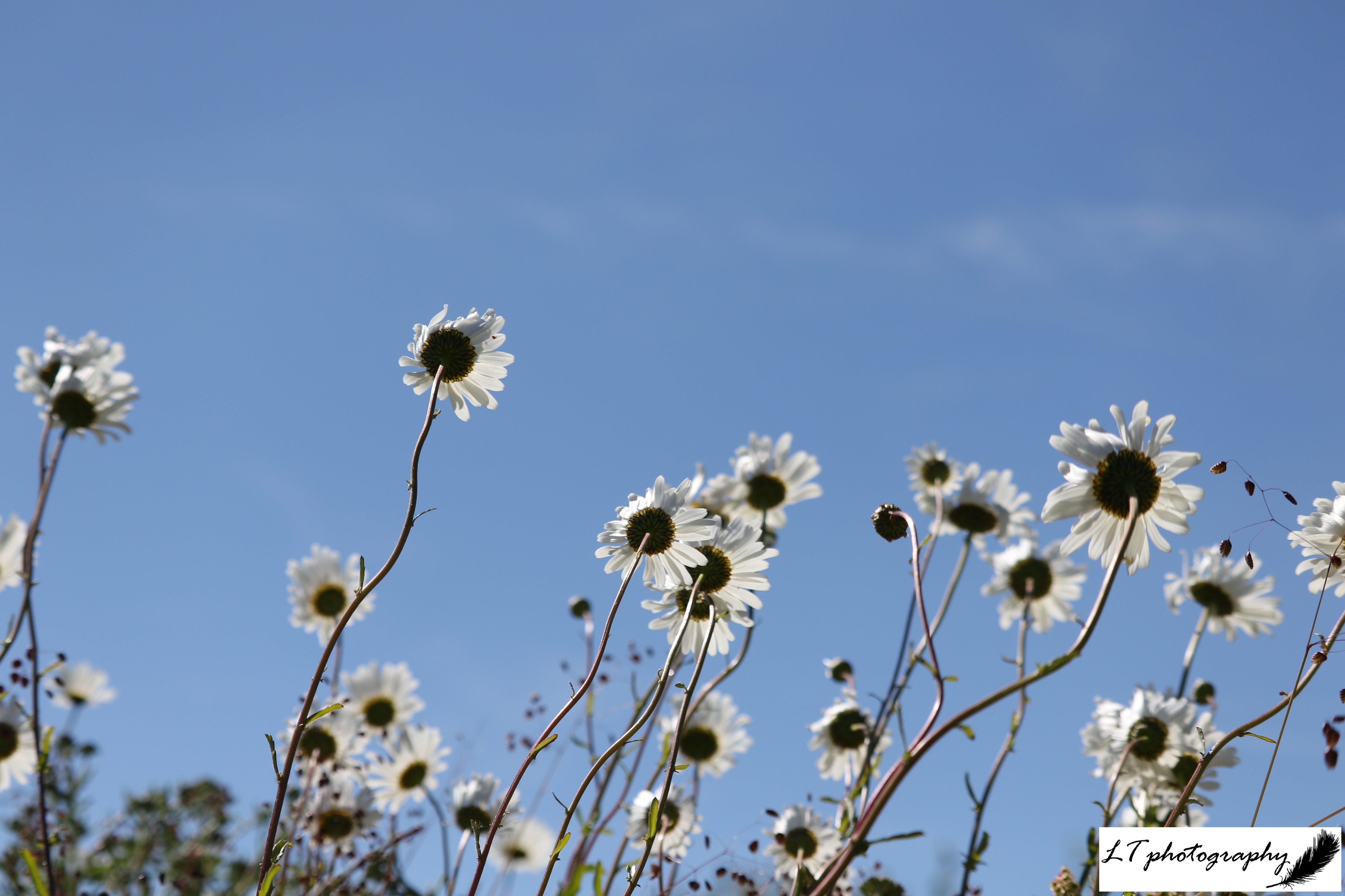 22_06_19_Farm_Chalk_Mound_Oxeye_Daisies_6